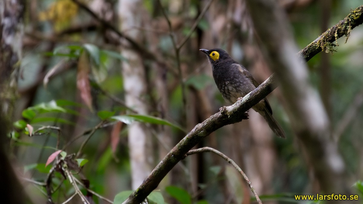 Arfak Honeyeater - ML205905571