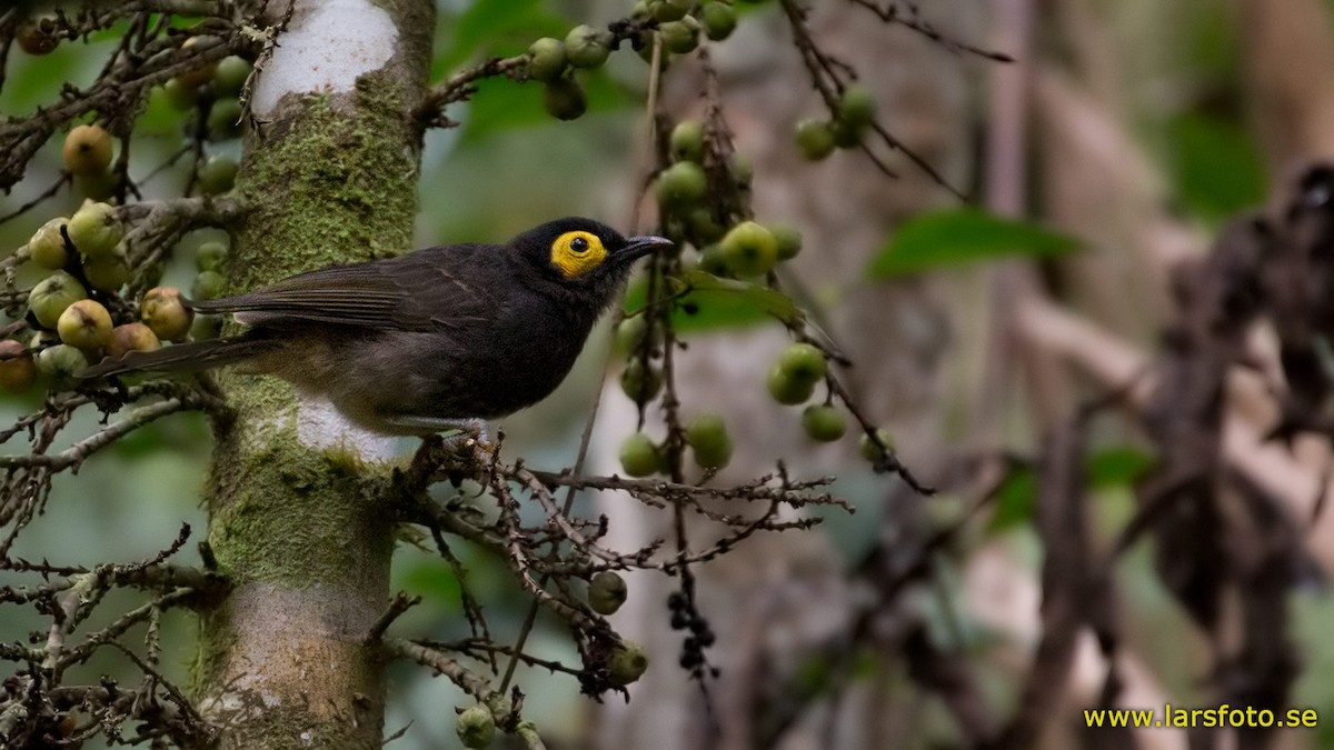 Arfak Honeyeater - ML205905581