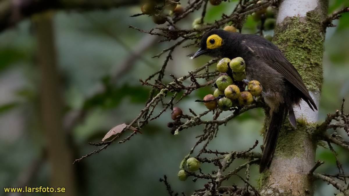 Arfak Honeyeater - ML205905591