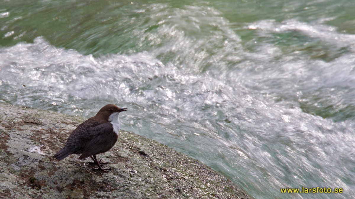 White-throated Dipper - ML205905721