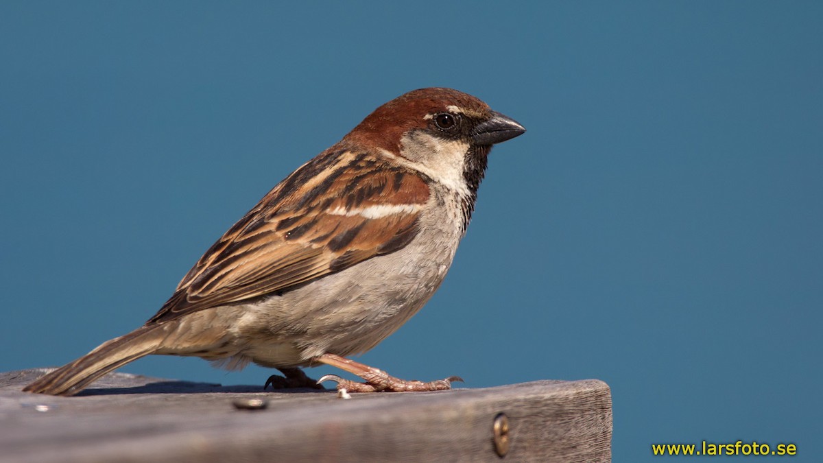 Moineau cisalpin - ML205905761