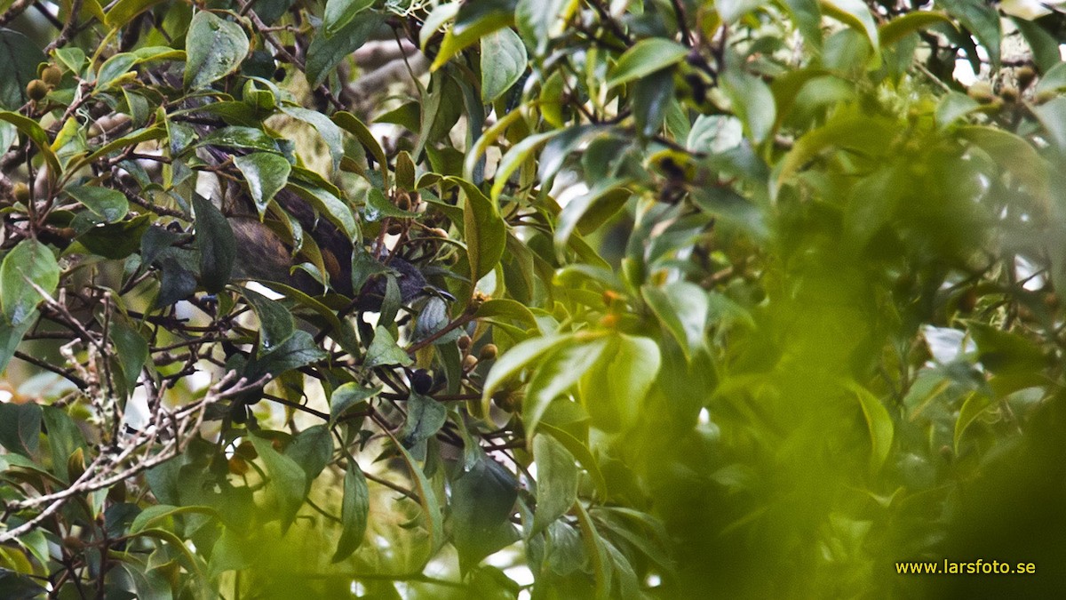 Rufous-sided Honeyeater - ML205906031