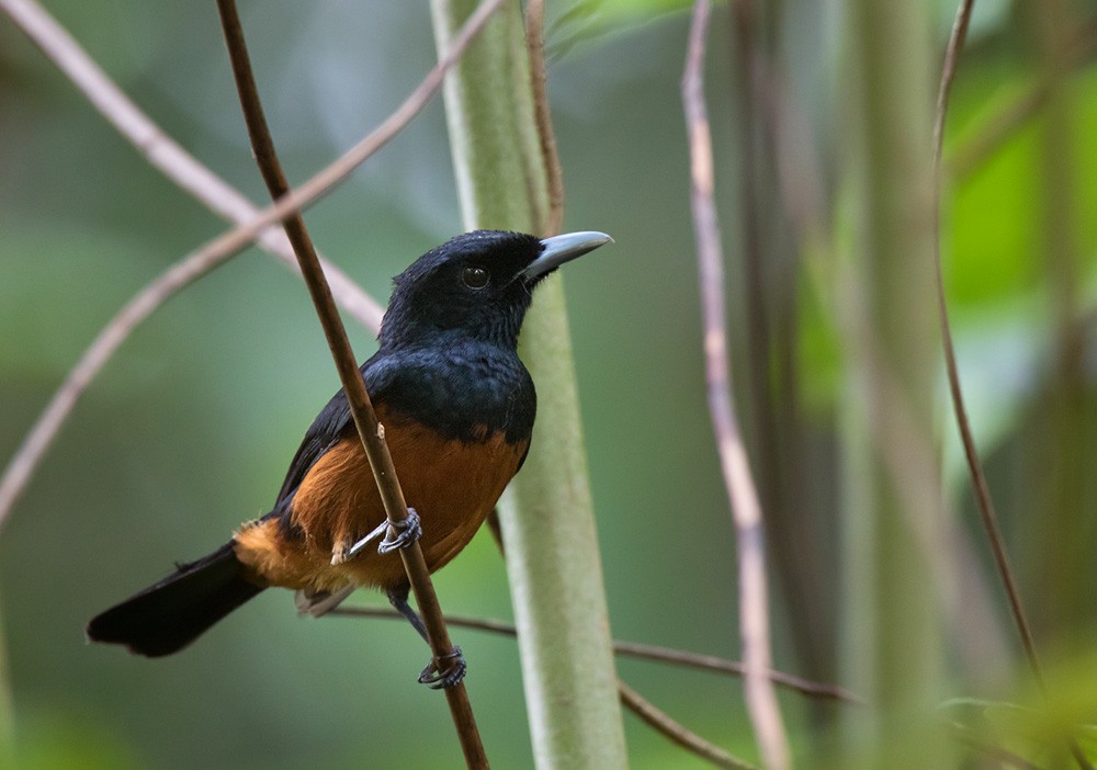 Monarca Ventricastaño (Makira) - ML205906111