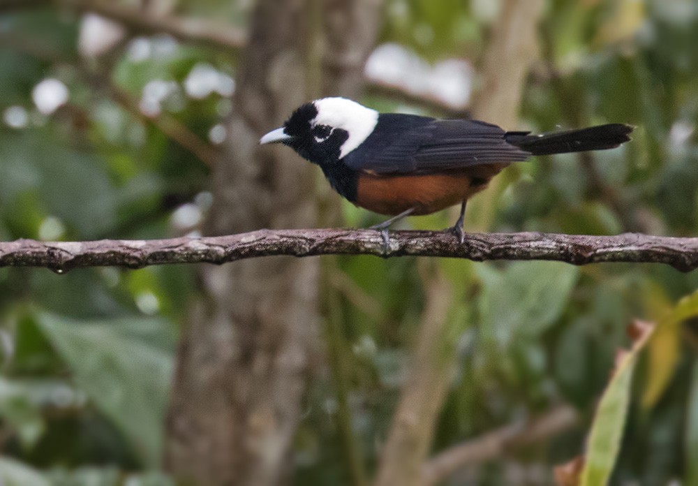White-capped Monarch - Lars Petersson | My World of Bird Photography