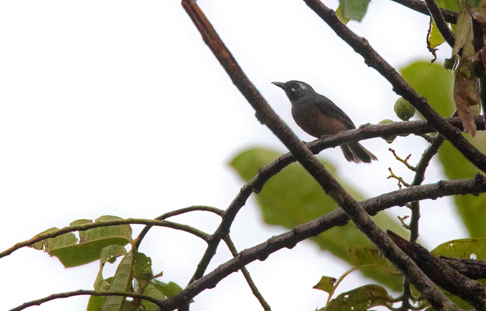 White-capped Monarch - ML205906161