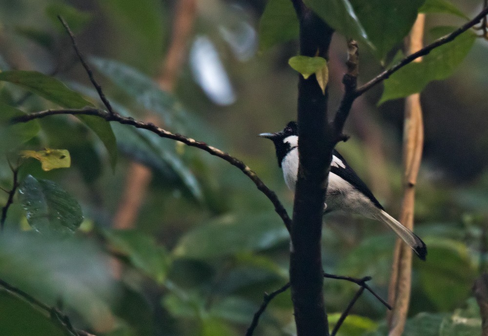 Black-and-white Monarch (White-cheeked) - Lars Petersson | My World of Bird Photography