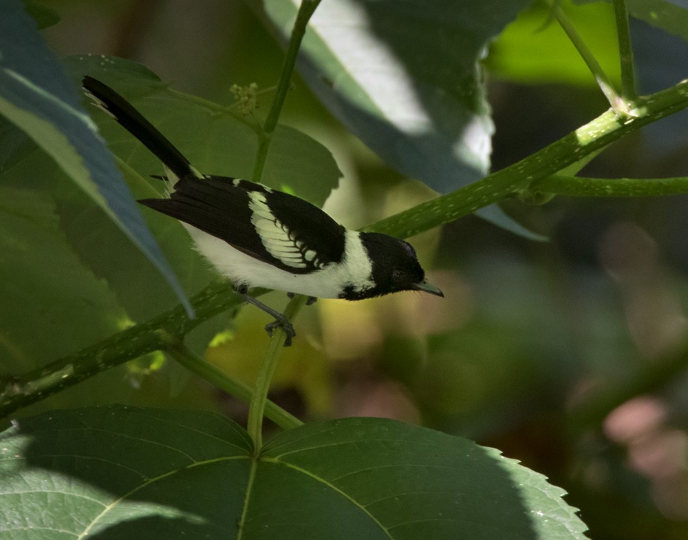 White-collared Monarch - Lars Petersson | My World of Bird Photography