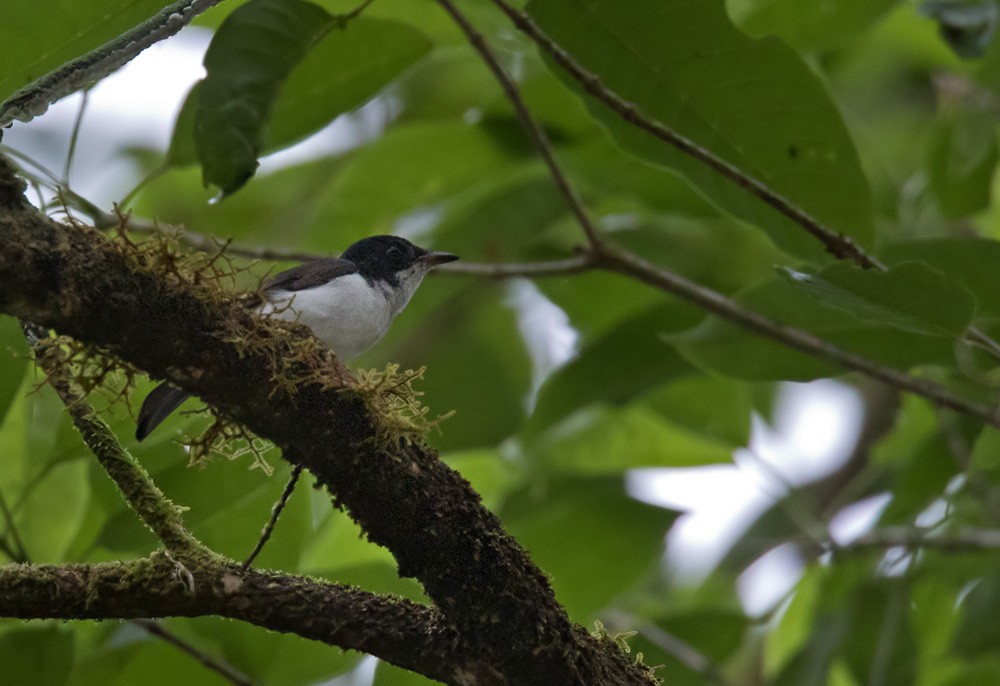 Steel-blue Flycatcher - ML205906241