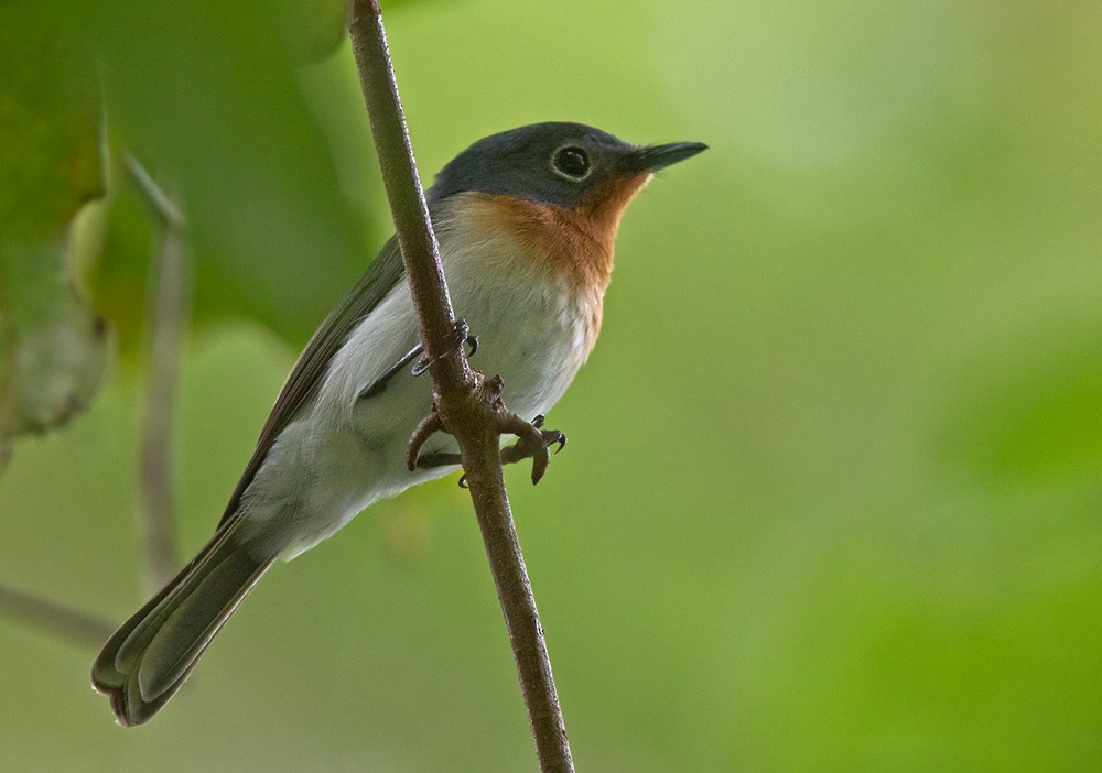 Melanesian Flycatcher - ML205906261