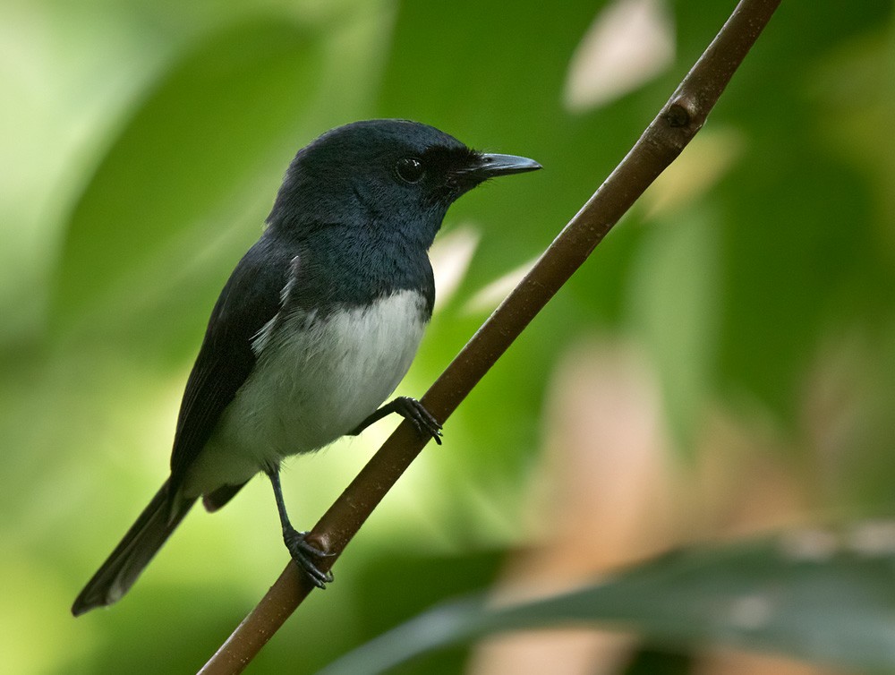 Melanesian Flycatcher - Lars Petersson | My World of Bird Photography