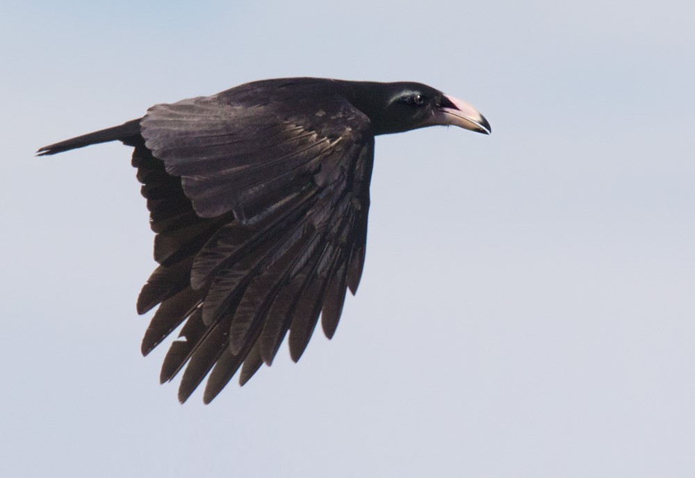 Guadalcanal Crow - Lars Petersson | My World of Bird Photography