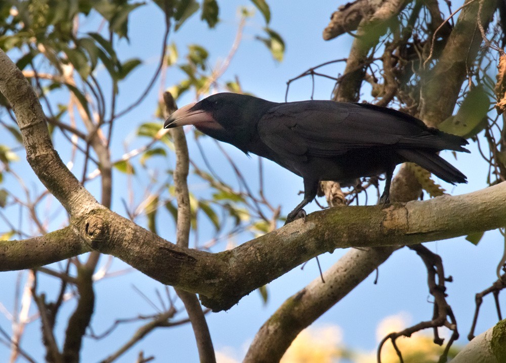 Guadalcanal Crow - ML205906301