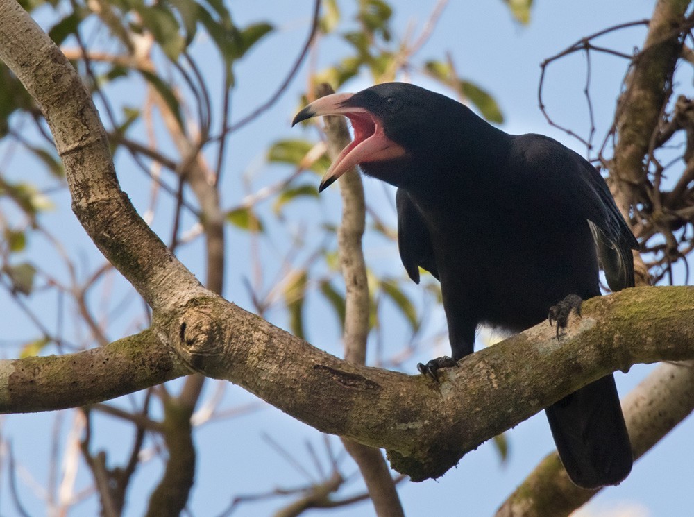 Guadalcanal Crow - Lars Petersson | My World of Bird Photography