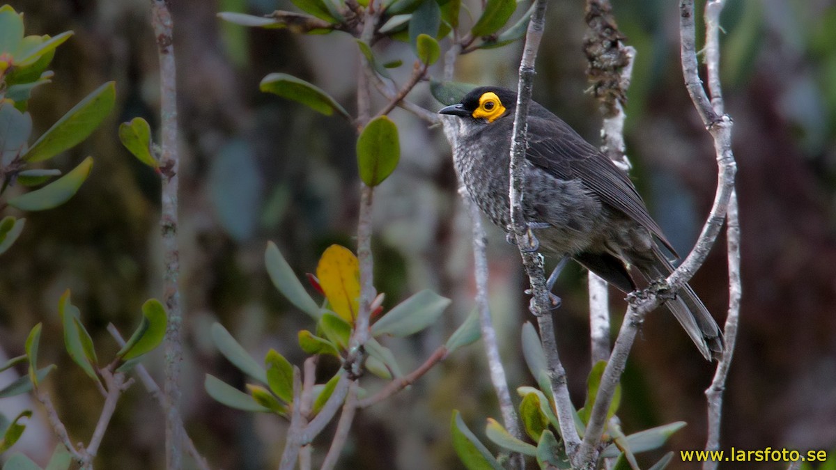 Smoky Honeyeater - ML205906361