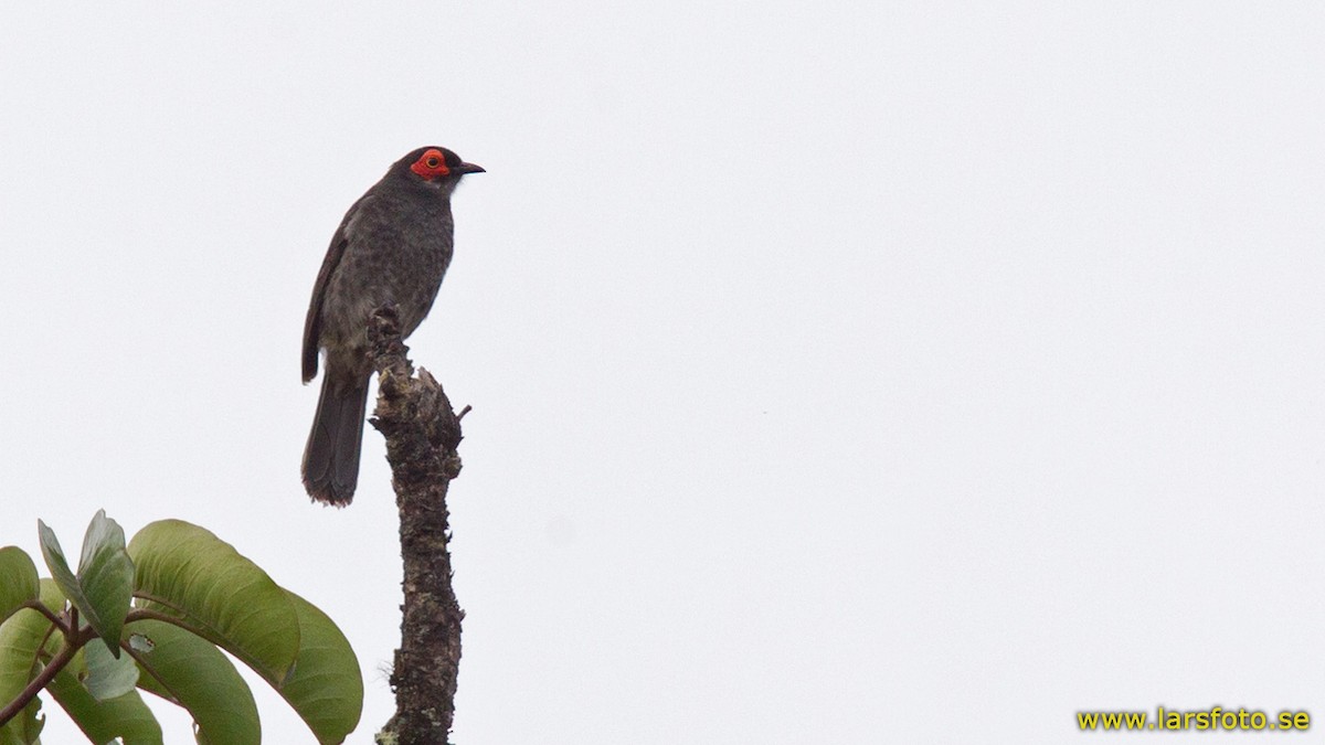 Smoky Honeyeater - ML205906371