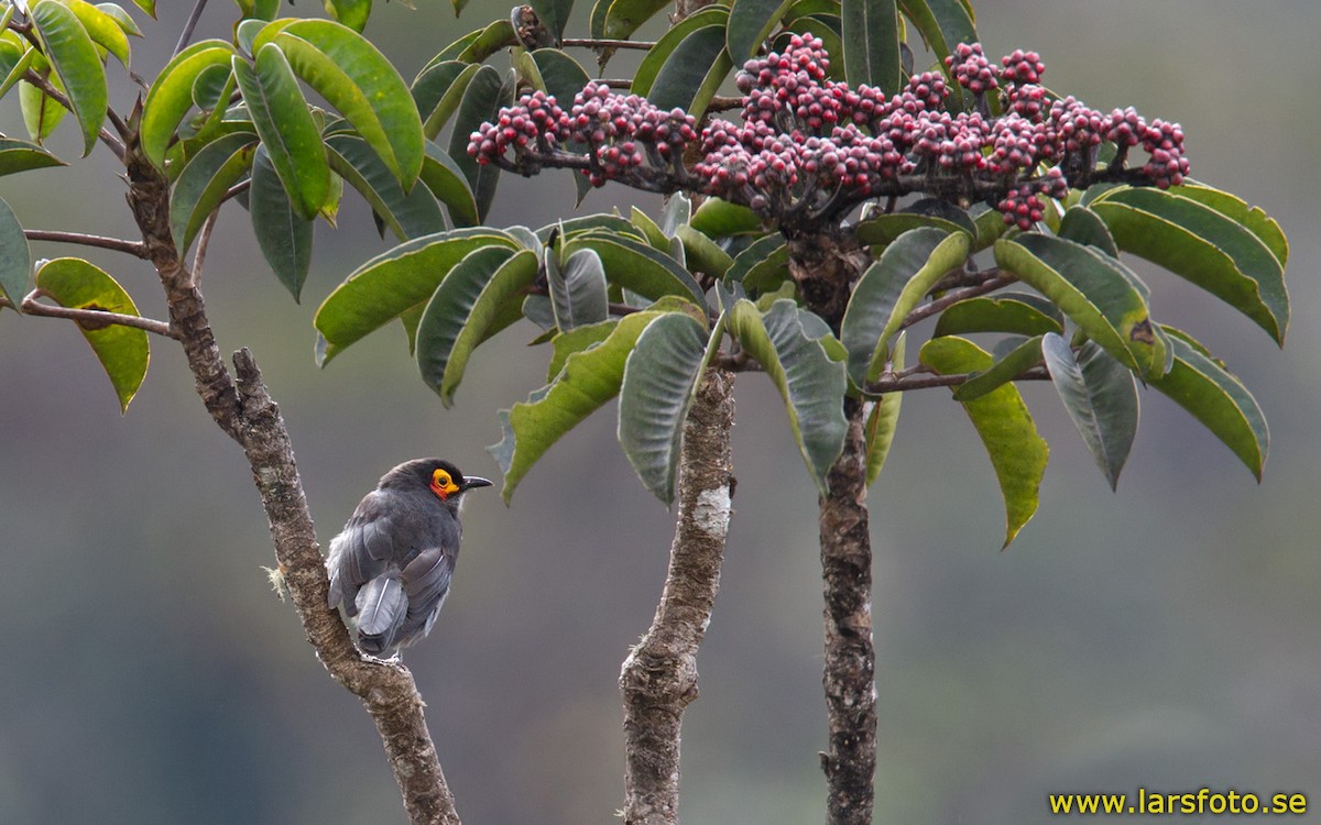 Smoky Honeyeater - ML205906381