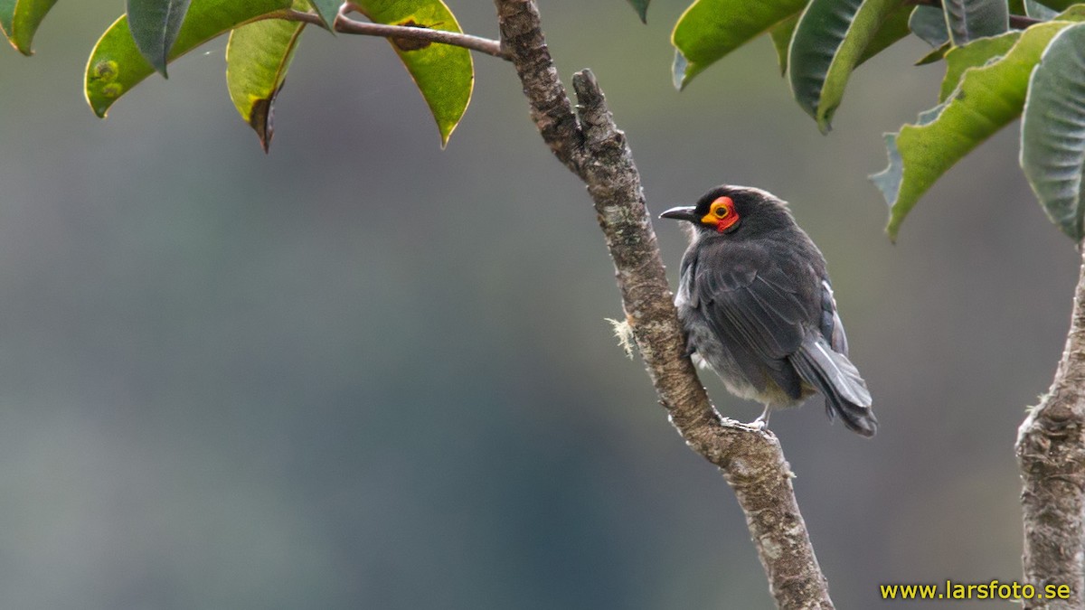 Smoky Honeyeater - ML205906391