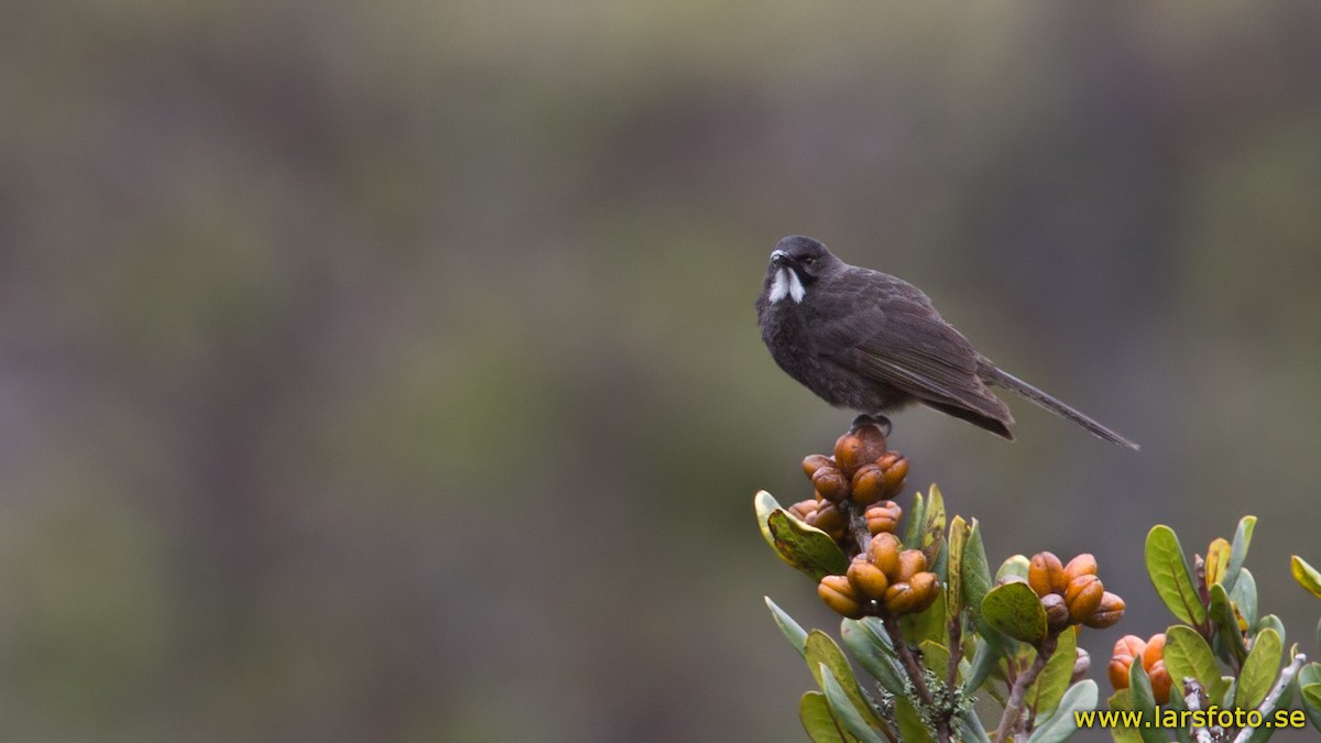 Short-bearded Honeyeater - ML205906451