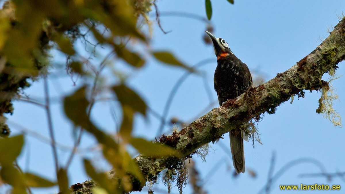 Mielero de Vogelkop - ML205906471