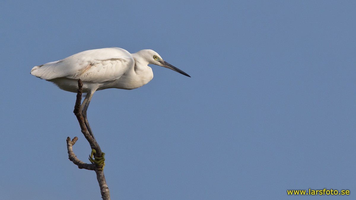 Little Egret (Western) - ML205906541