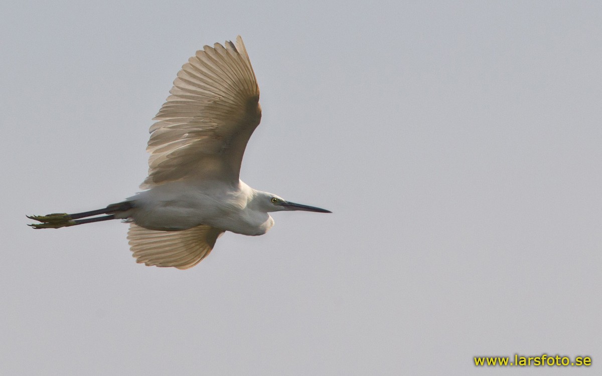 Western Reef-Heron (Western) - ML205906551