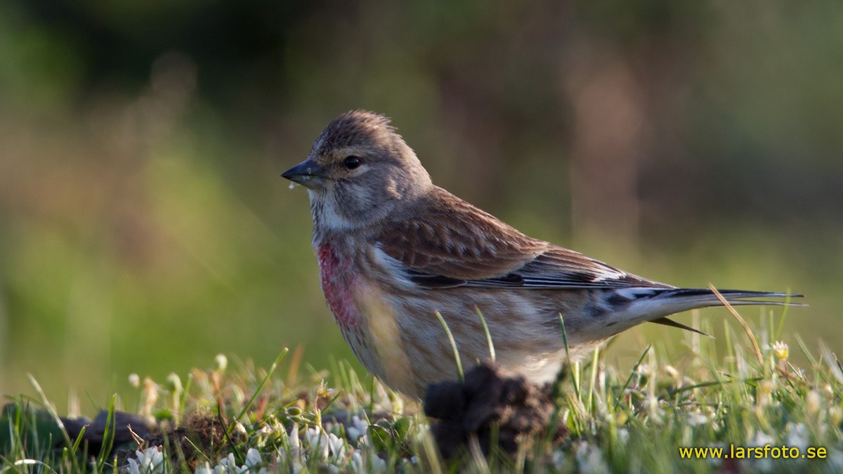 Eurasian Linnet - Lars Petersson | My World of Bird Photography