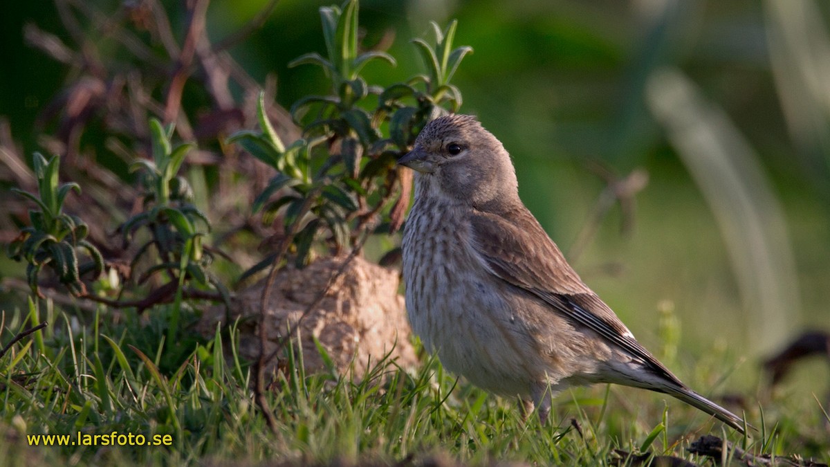 Eurasian Linnet - ML205906661