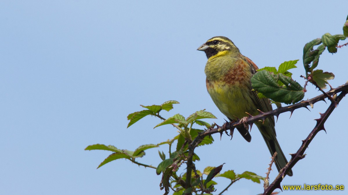 Cirl Bunting - ML205906681