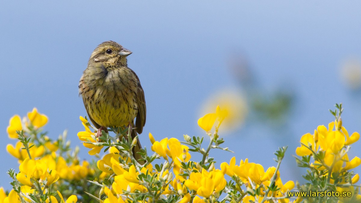 Cirl Bunting - ML205906691