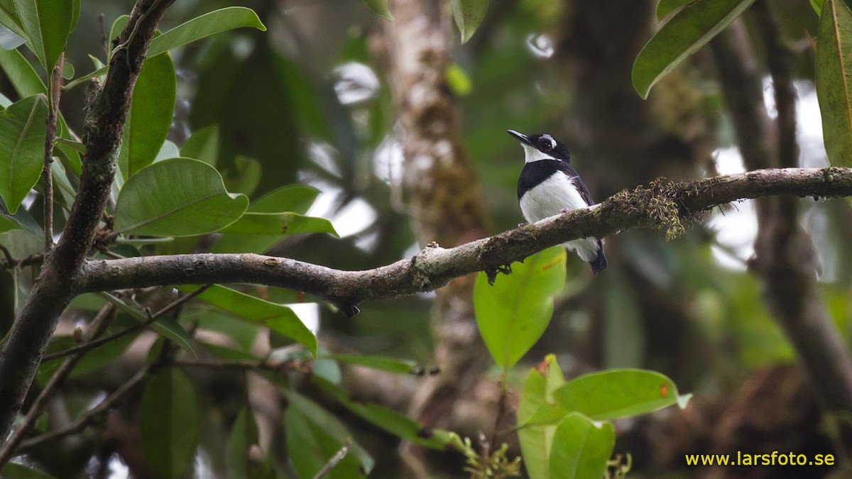 White-spotted Wattle-eye - Lars Petersson | My World of Bird Photography