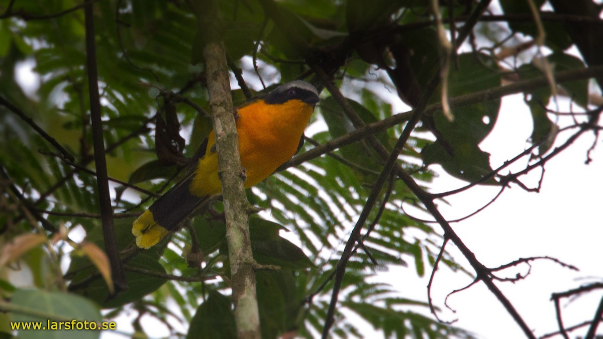 Many-colored Bushshrike - ML205906751