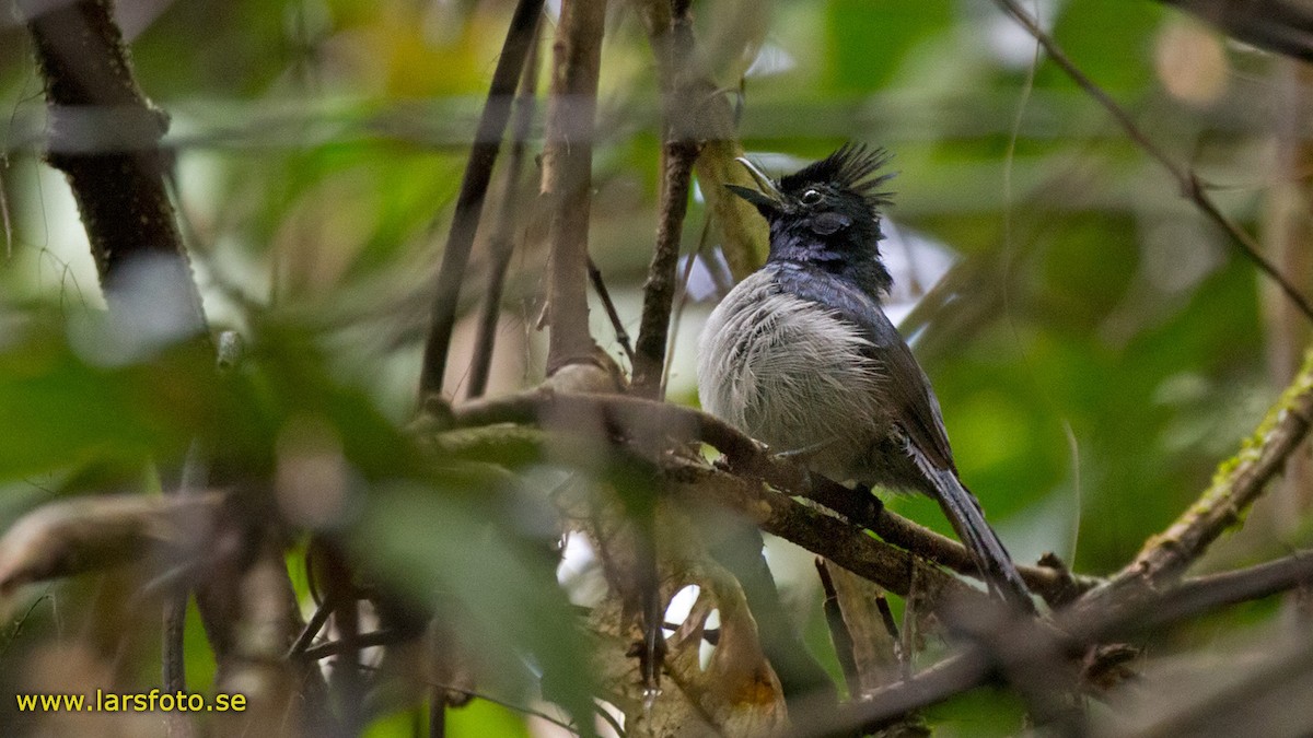 Blue-headed Crested Flycatcher - Lars Petersson | My World of Bird Photography
