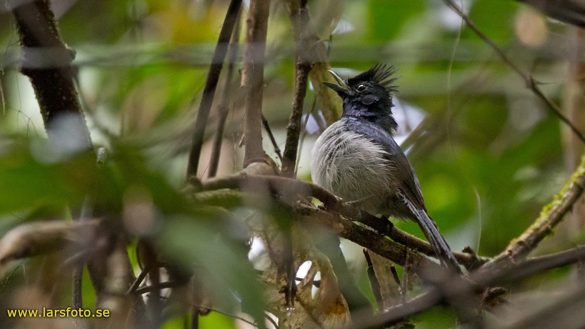 Blue-headed Crested Flycatcher - ML205906761