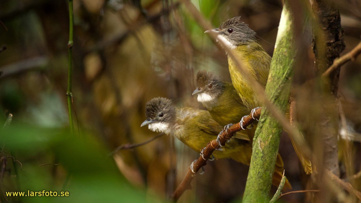 Bulbul de Reichenow - ML205906811