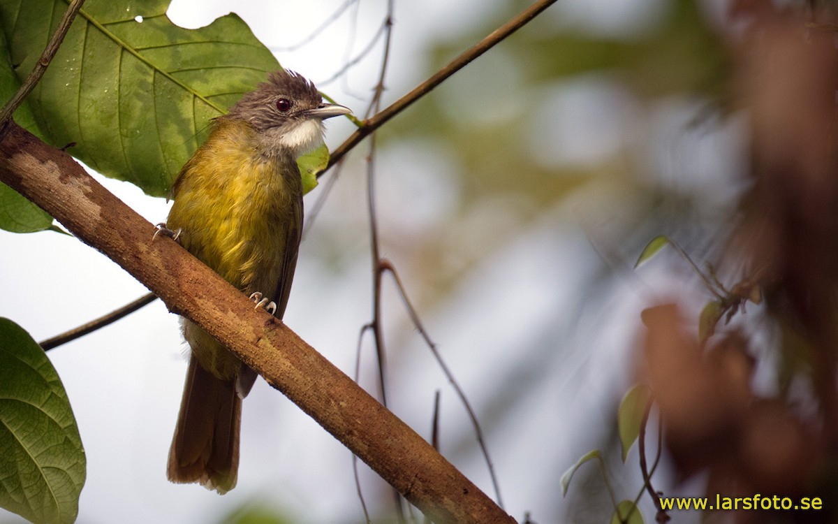 White-bearded Greenbul - Lars Petersson | My World of Bird Photography