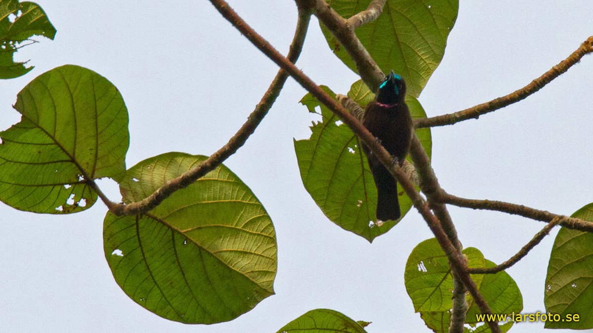 Green-throated Sunbird - ML205906841