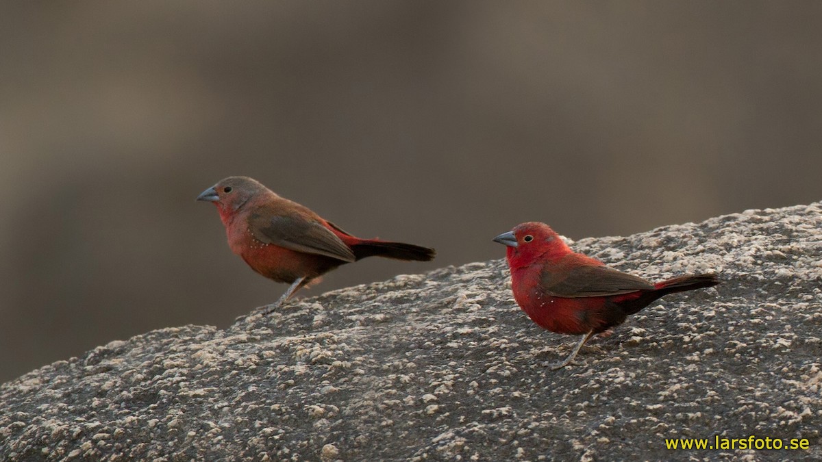 Rock Firefinch - Lars Petersson | My World of Bird Photography