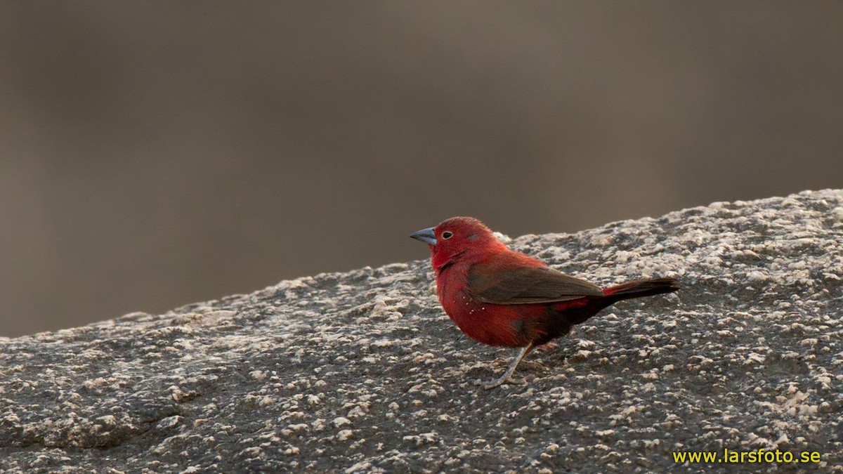 Rock Firefinch - ML205906871