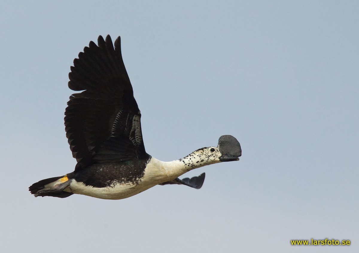 Comb Duck - Lars Petersson | My World of Bird Photography