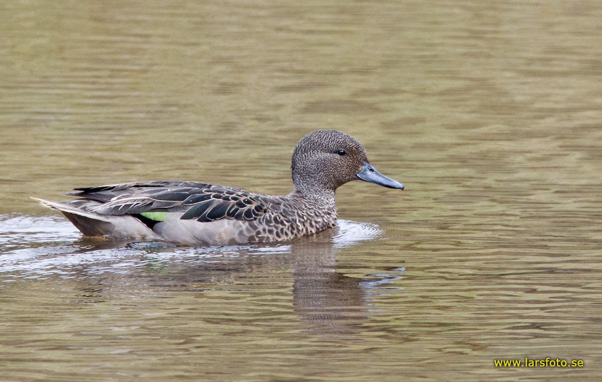 Andean Teal (Andean) - ML205907081