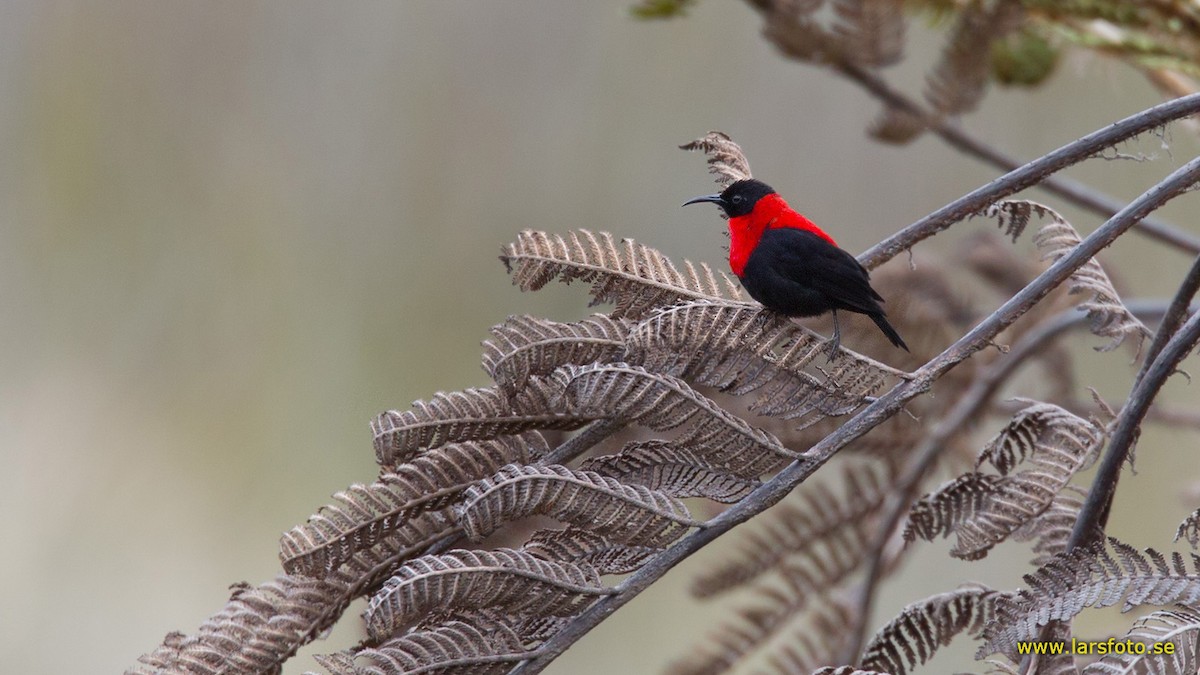 Red-collared Myzomela - Lars Petersson | My World of Bird Photography