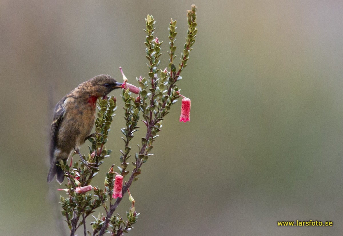 Red-collared Myzomela - Lars Petersson | My World of Bird Photography