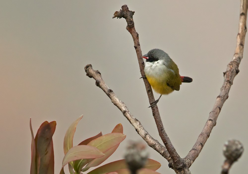 Angola Waxbill - Lars Petersson | My World of Bird Photography