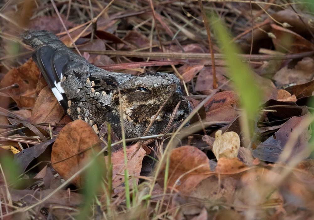 Rufous-cheeked Nightjar - Lars Petersson | My World of Bird Photography