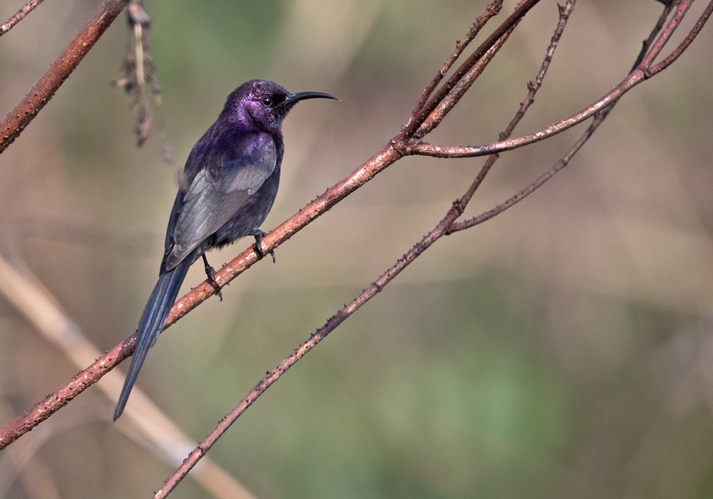Bocage's Sunbird - Lars Petersson | My World of Bird Photography