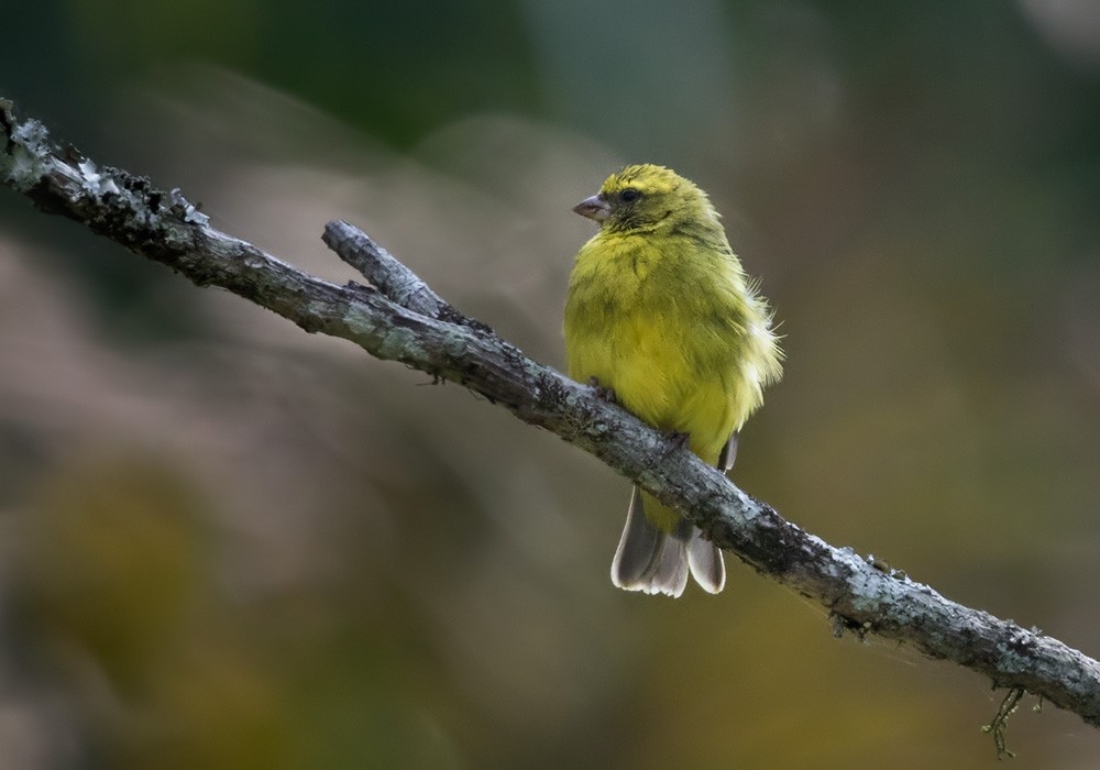 Black-faced Canary - ML205907461