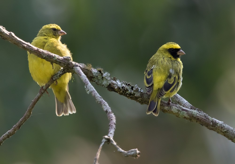 Black-faced Canary - ML205907471