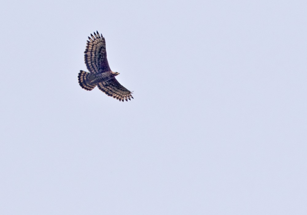 Águila Coronada - ML205907481