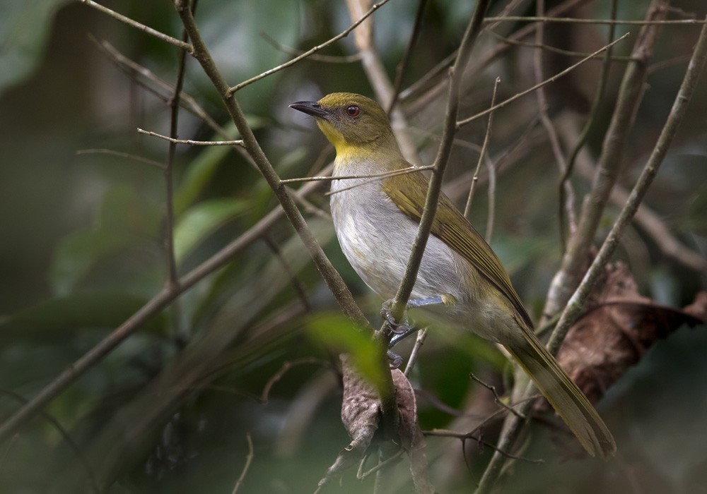 Yellow-necked Greenbul - ML205907501