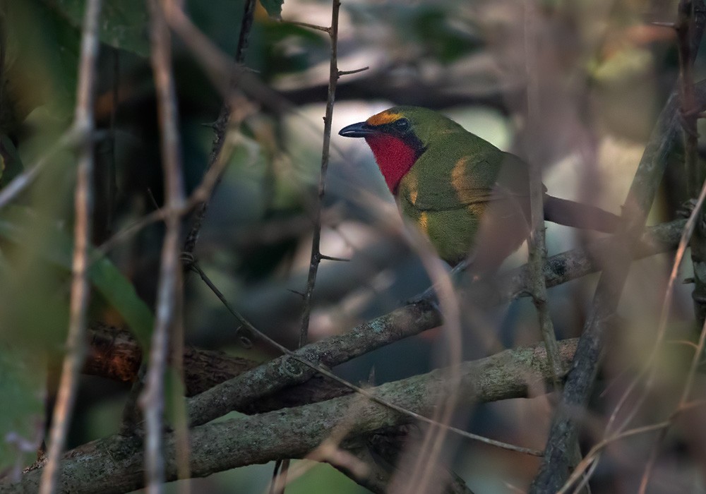 Four-colored Bushshrike (Gorgeous) - ML205907561